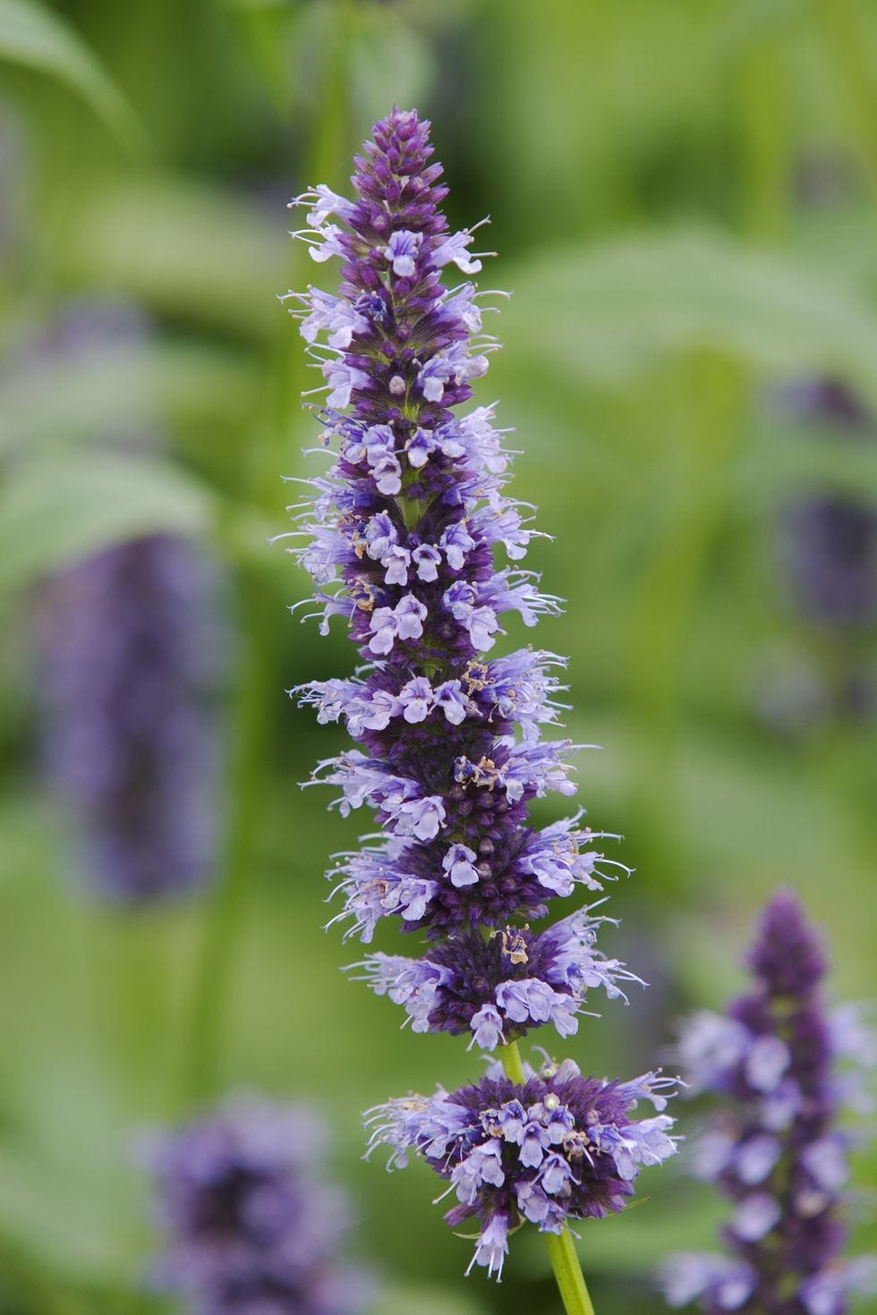 flower meanings, hyssop  