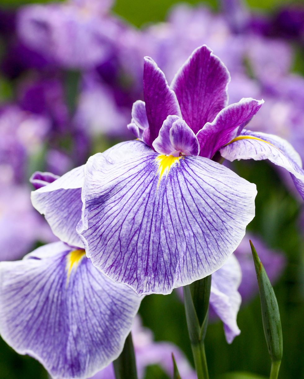 best perennial flowers plants iris