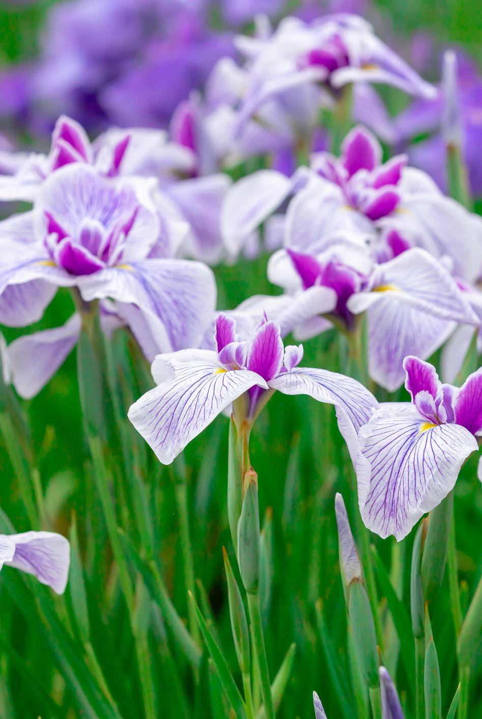 purple iris flowers