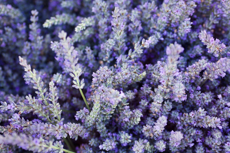 purple lavender flower herb and spice background texture