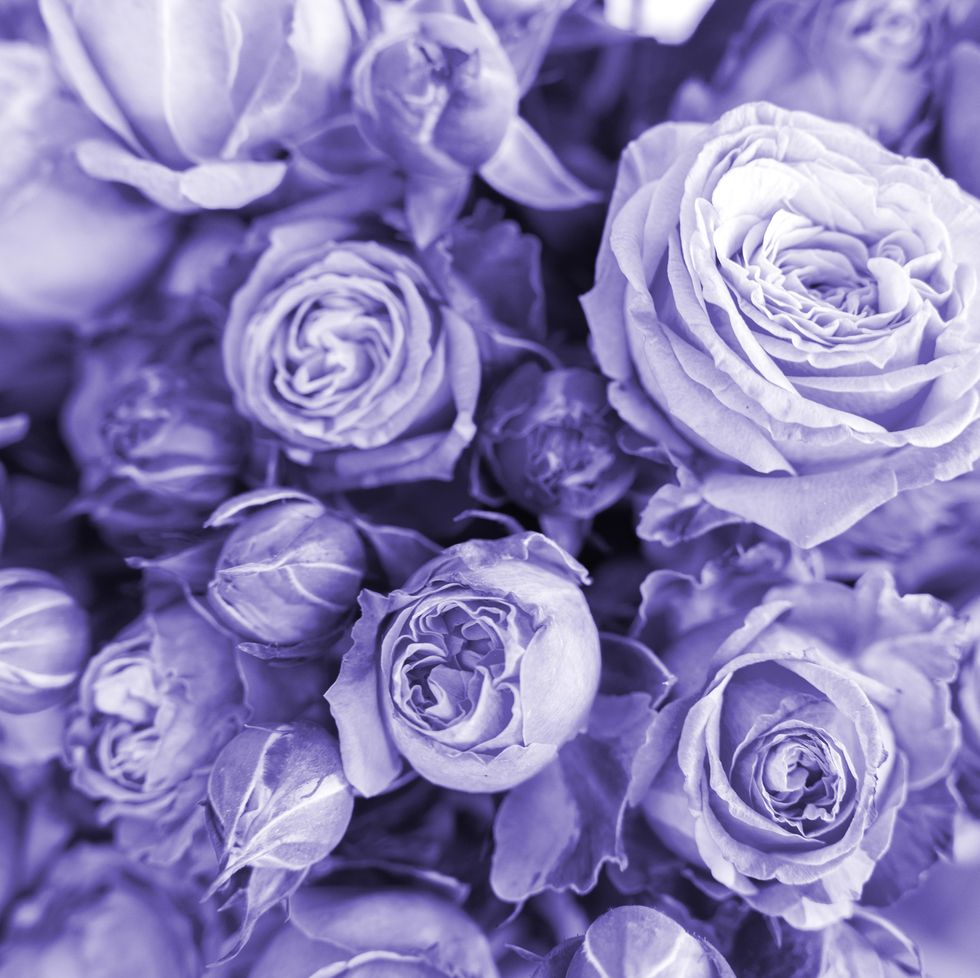 elegant flowers bouquet toned in the color of 2022 very peri romantic beautiful spray roses floral composition of petal shapes and textures perfect purple background for web or print design, text copy overlay