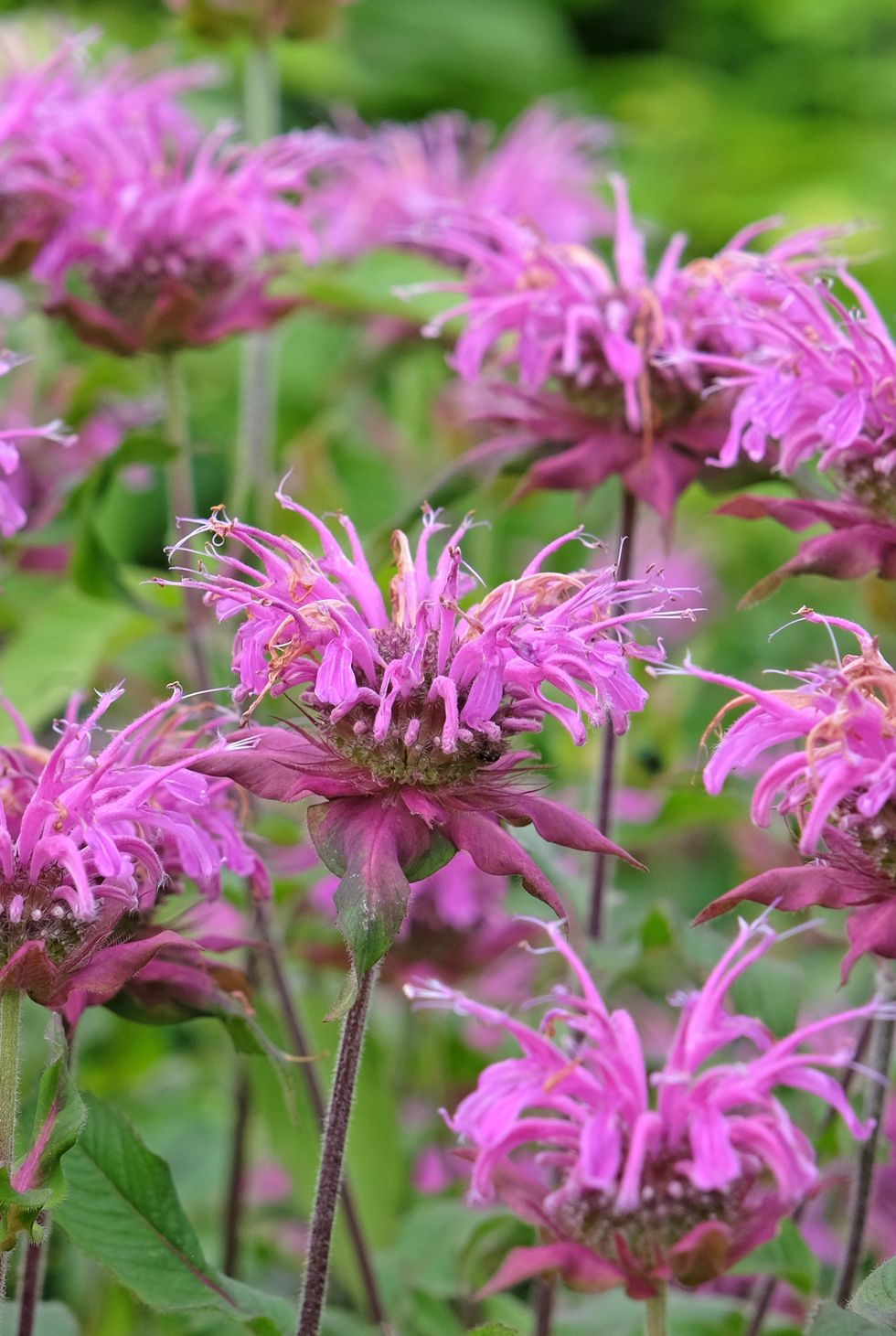 purple monarda bee balm 'violet queen' in flower.
