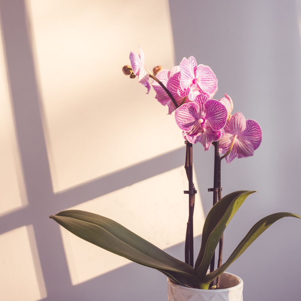purple orchid with afternoon shadows
