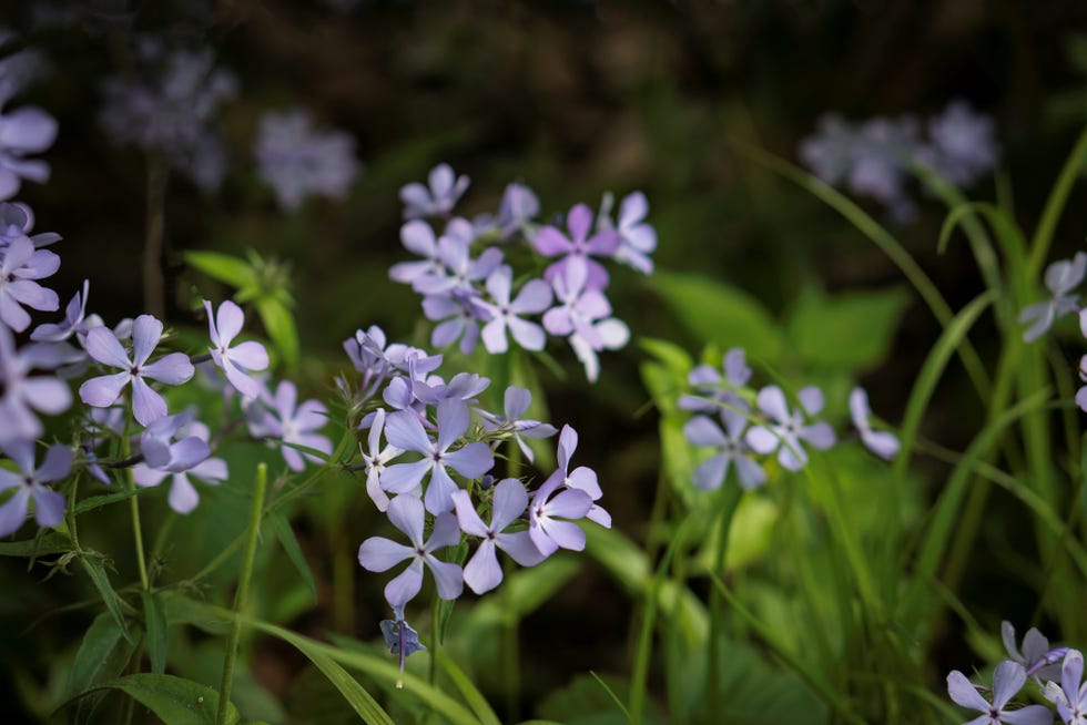 30 Shade-Loving Plants That'll Thrive in Your Garden