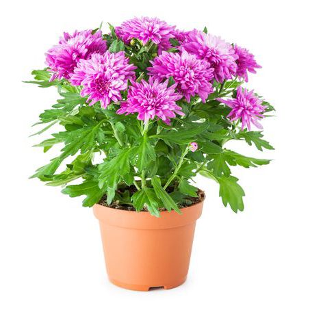 Flowerpot, Petal, Flower, Purple, Magenta, Flowering plant, Annual plant, Floristry, Interior design, Plant stem, 