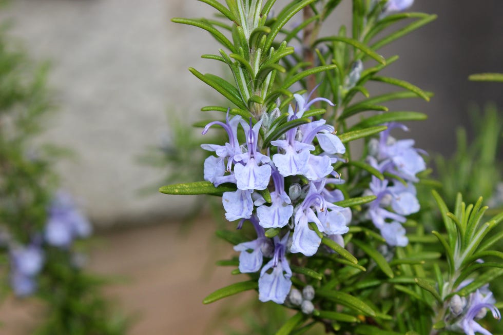 delicate purple flowers of a rosemary shrub salvia rosmarinus