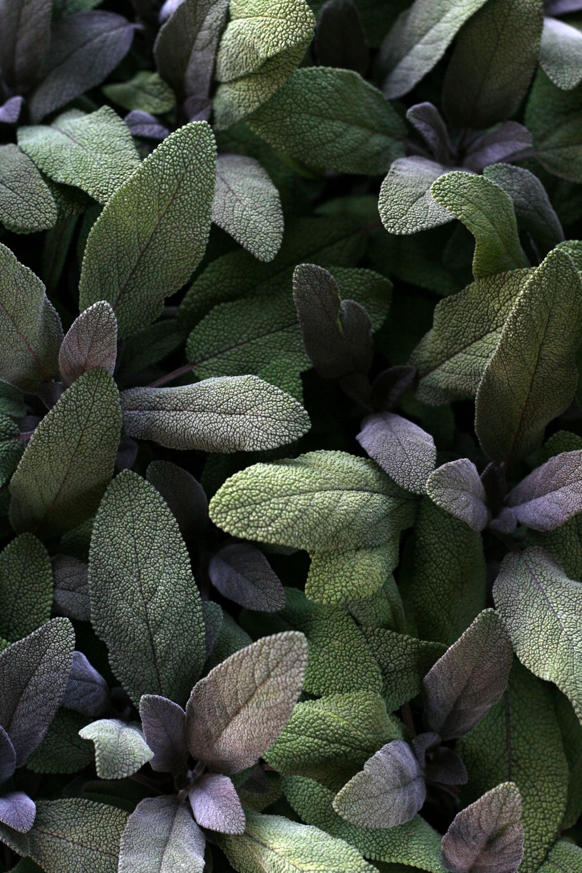 SolAstral - ¿Cuáles son los beneficios de quemar Salvia Blanca? La Salvia  Blanca es una de las plantas medicinales más utilizadas en el mundo de la  medicina natural, ya que mantiene todo