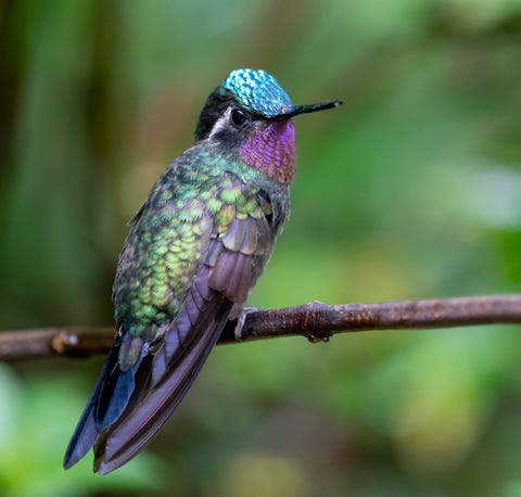 purple throated hummingbird