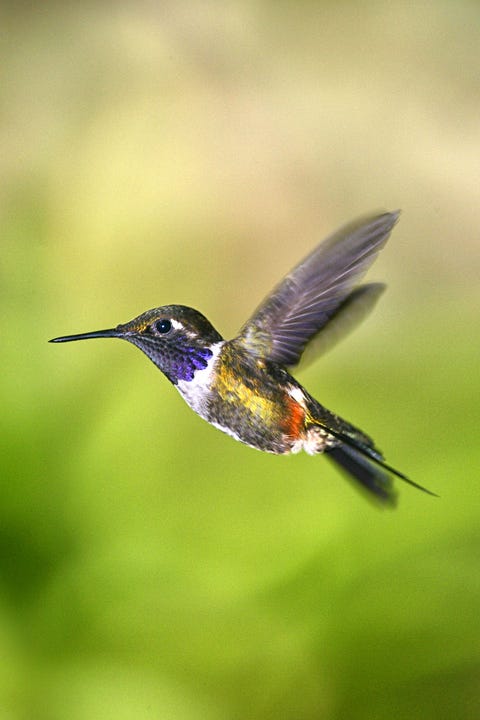 hummingbird