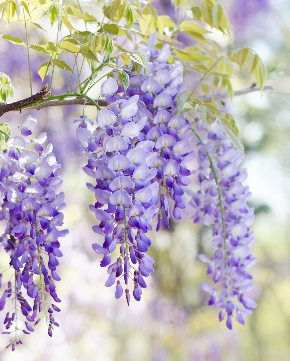 15 Outdoor Plants That Smell Amazing