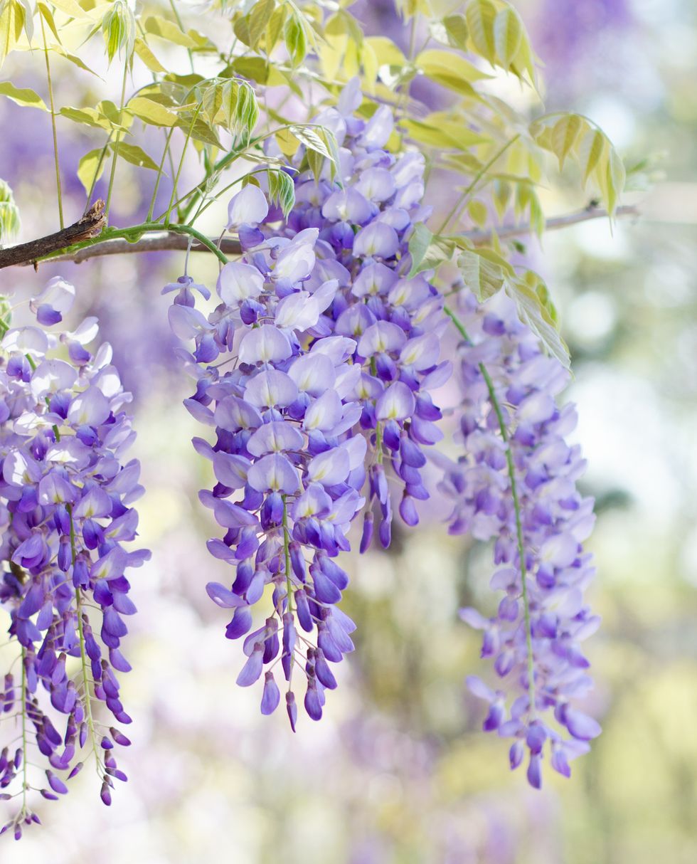 flowers that smell good with a close up of purple wisteria flowers blooming in spring