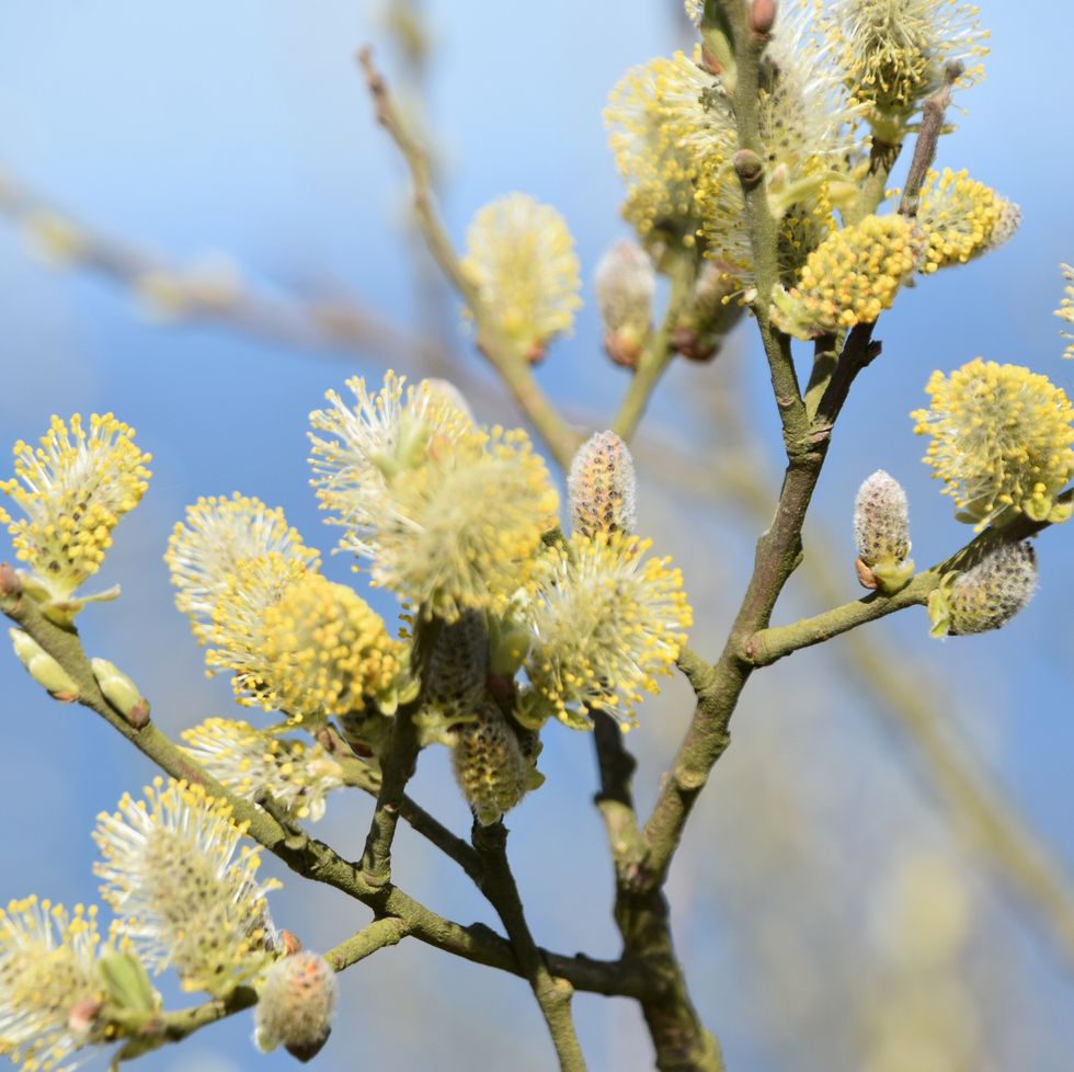 a close up of pussy willow flower