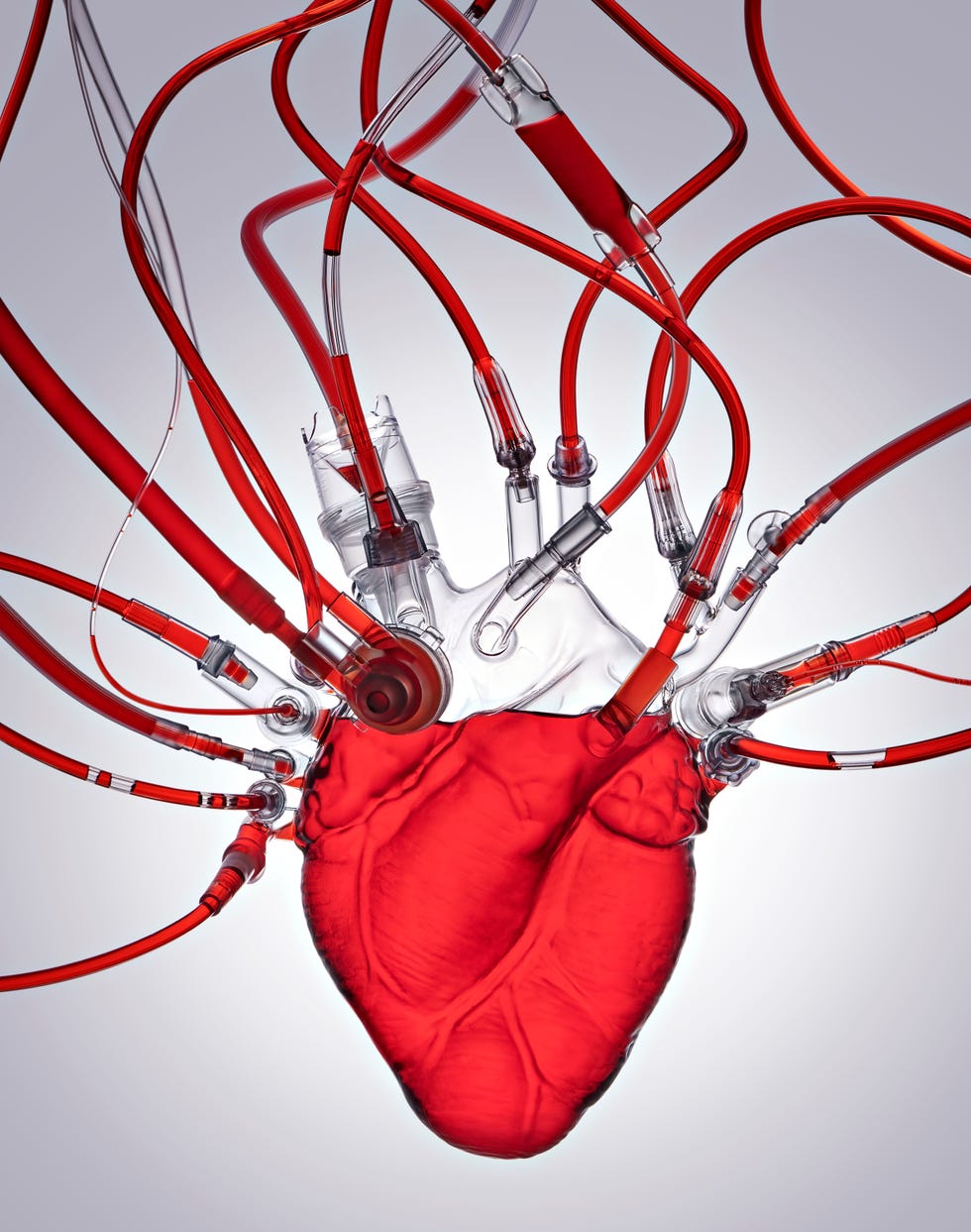 representación de un corazón con tubos ilustrando el flujo sanguíneo