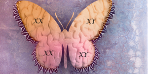 butterfly with brain texture overlay