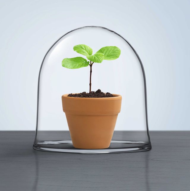 small plant in pot covered with glass dome to protect it