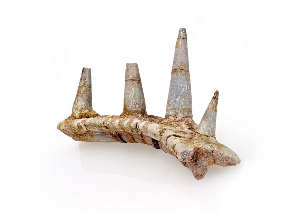 Het enige fossiel dat tot nu toe van Spicomellus is gevonden is n fragment van een rib met vier merkwaardige uitsteeksels