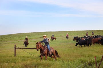 a group of people riding horses in a pasture with cows