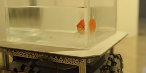 goldfish driver