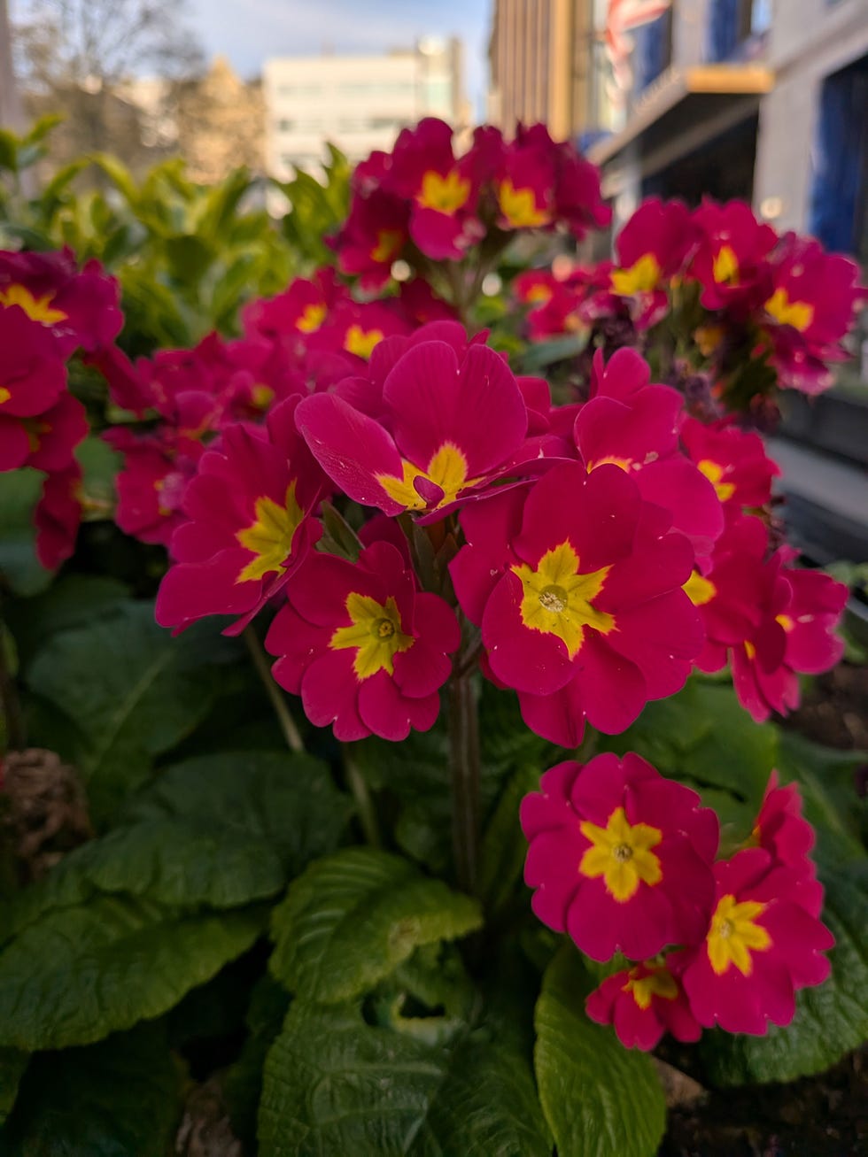 shot on the google pixel 9a