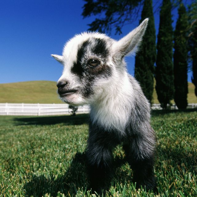pygmy goat on lawn, close up wide angle