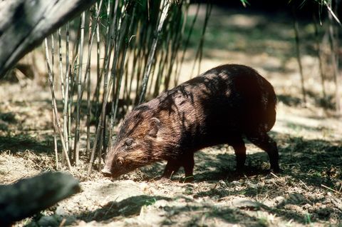 Pygmy Hog (Sus salvanius)