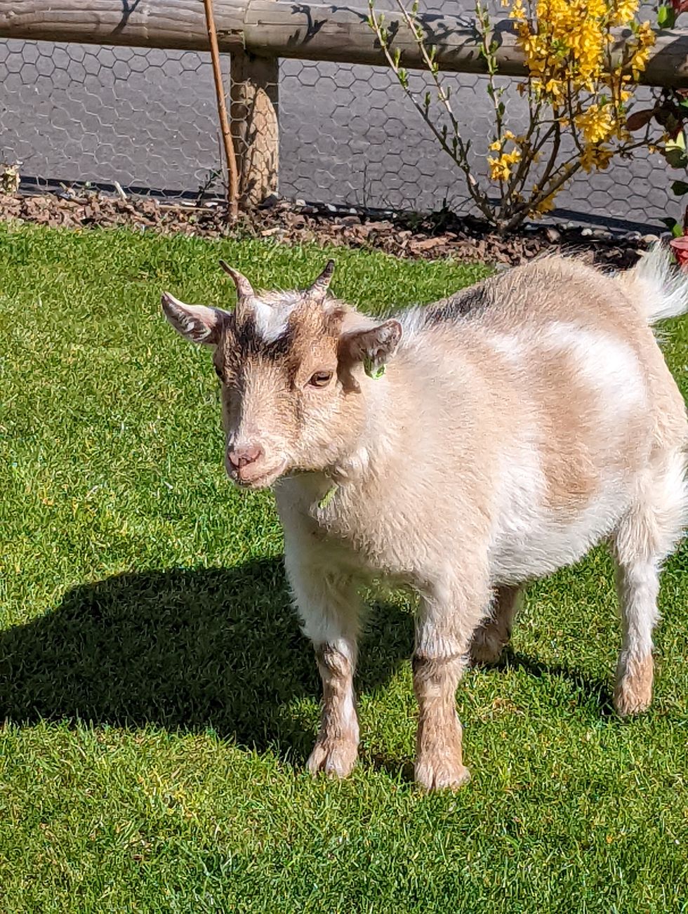 rowley farm review staycation farm pygmy goats