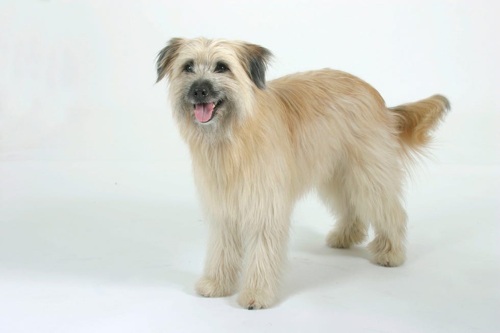 15 lesser known dog breeds pyrenean shepherd