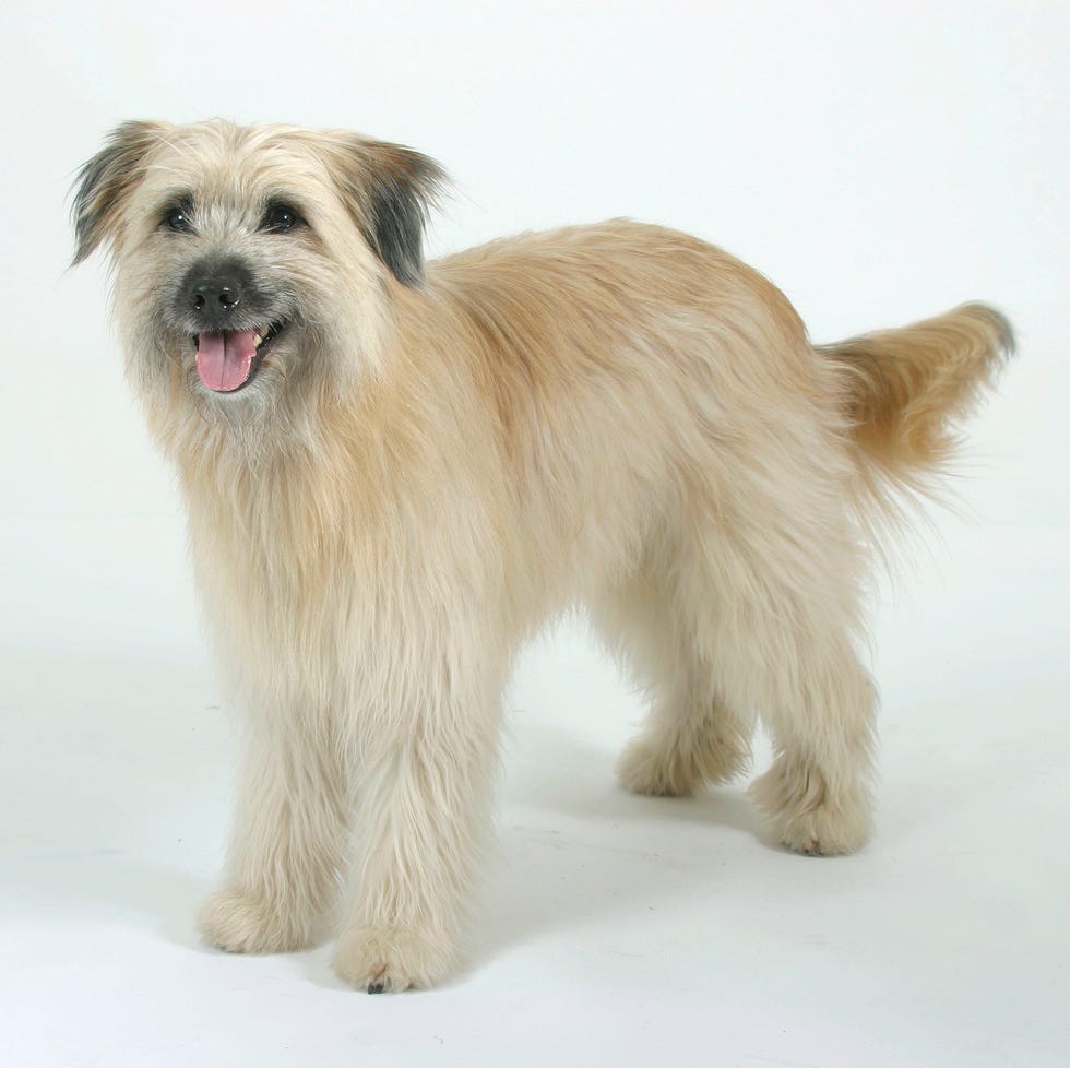 15 lesser known dog breeds Pyrenean shepherd 15 lesser known dog breeds pyrenean shepherd