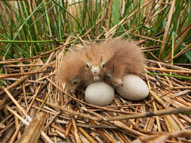 Ken jij deze vreemde vogel uit het Noorden al?