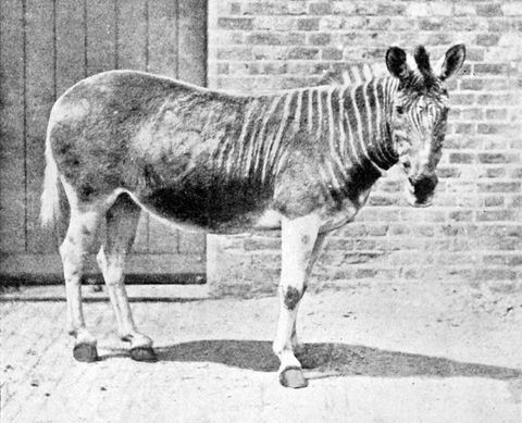 These 23 Extinct Animals Have Disappeared in the Past 150 Years