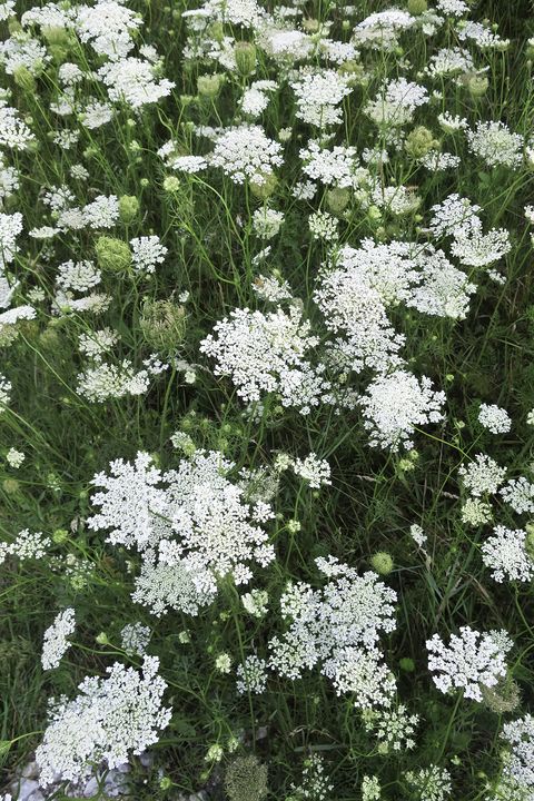 Flower, Flowering plant, Plant, Cow parsley, Evergreen candytuft, Anthriscus, Caraway, Parsley family, Candytuft, Heracleum (plant), 