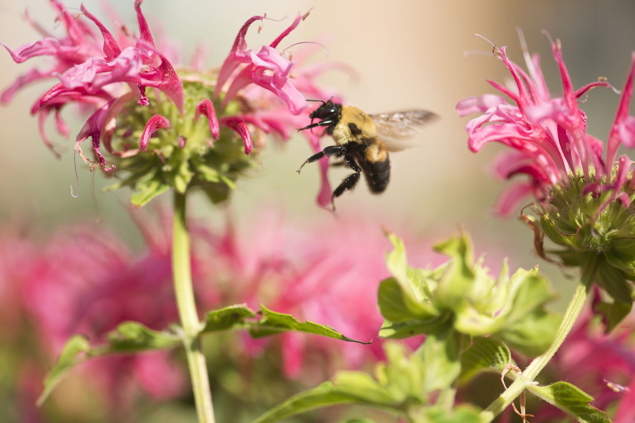 11 Wildflowers to Feed Bees and Butterflies This Summer