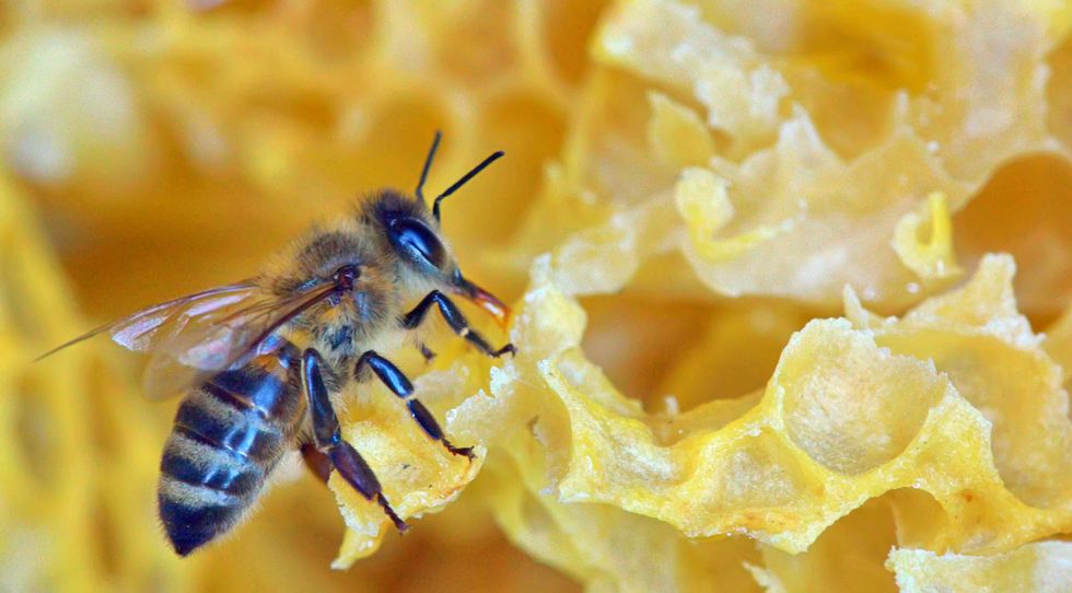 Queen bee working on a honeycomb
