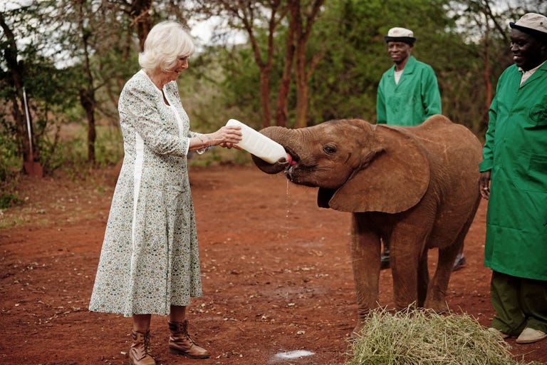 queen-camilla-bottle-feeds-a-baby-elephant-in-kenya-see-photos