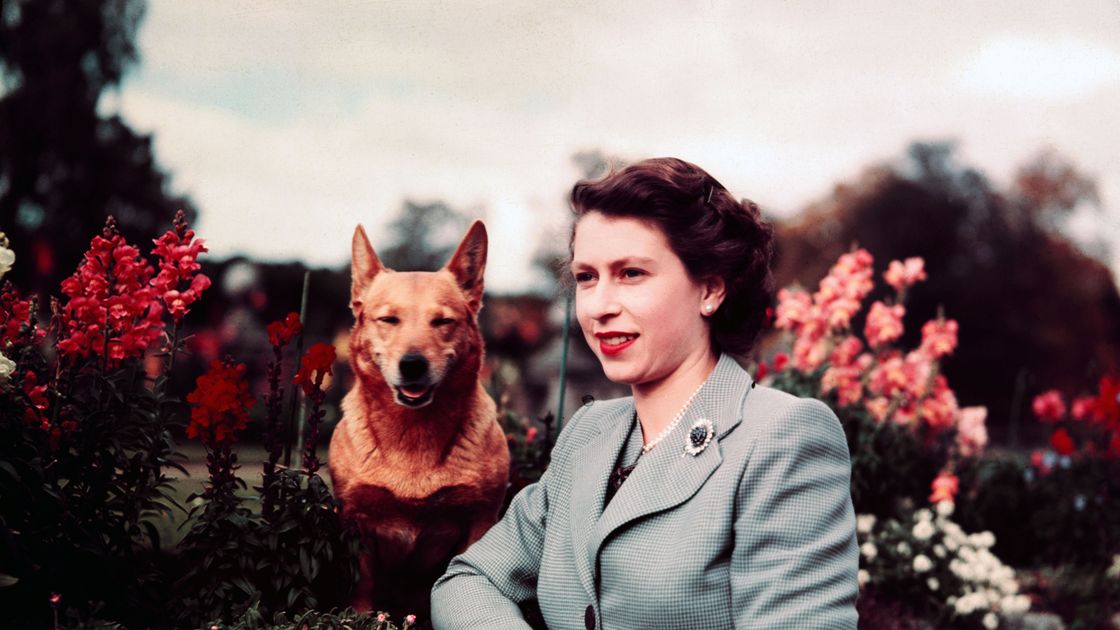 preview for 80 Years of the Queen’s Royal Corgis