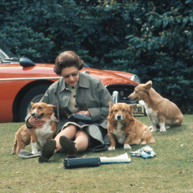 Queen Elizabeth II Sitting with Dogs