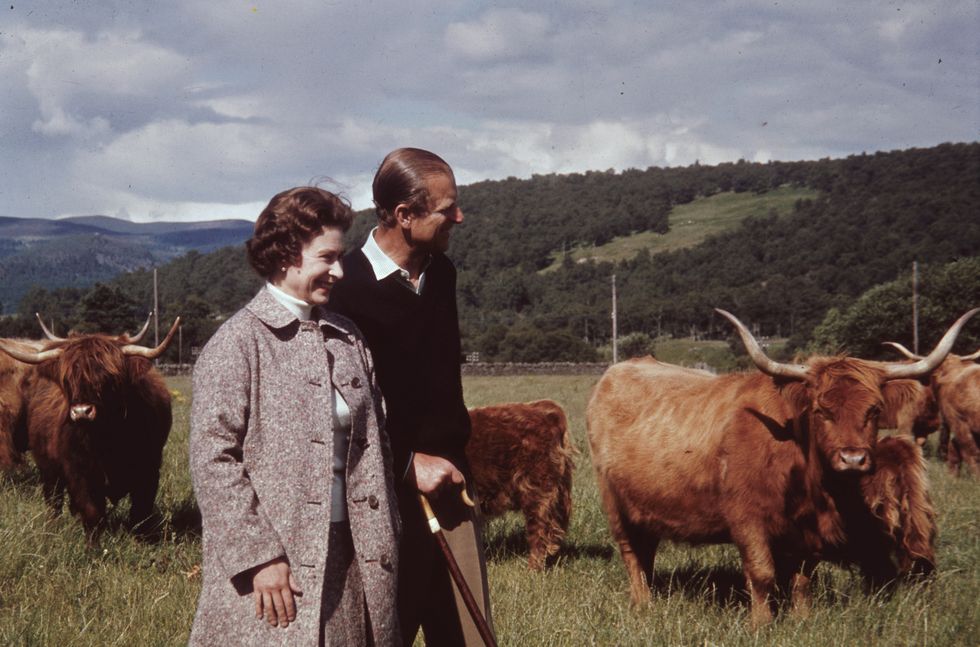 royal couple and cattle