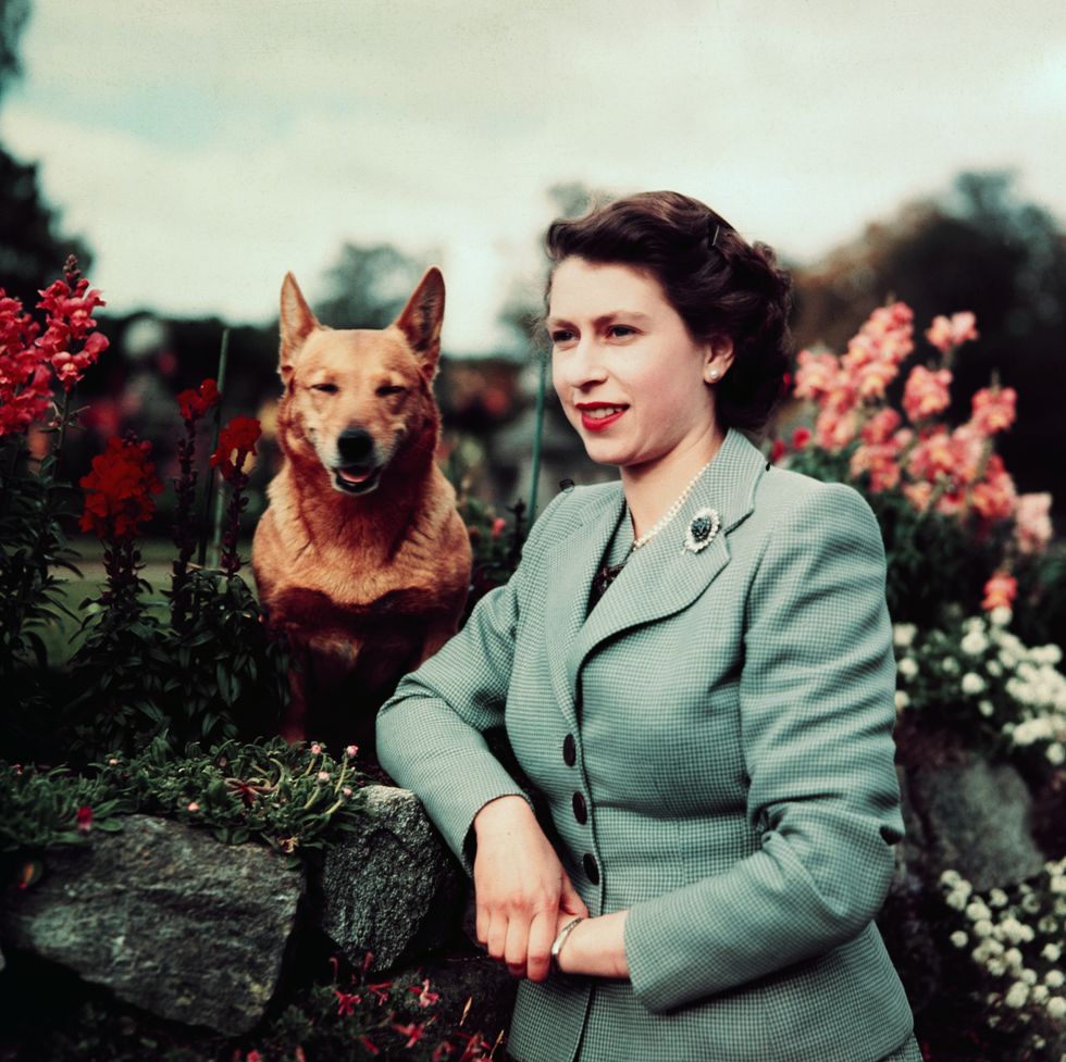 8 Dog Breeds Loved by The Royal family