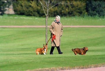 queen elizabeth ii walking her dogs at windsor castle