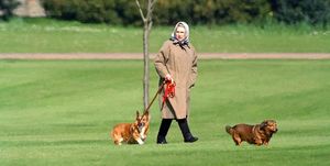 エリザベス女王, コーギー, ロイヤルコーギー,愛犬,在位70年,愛犬家