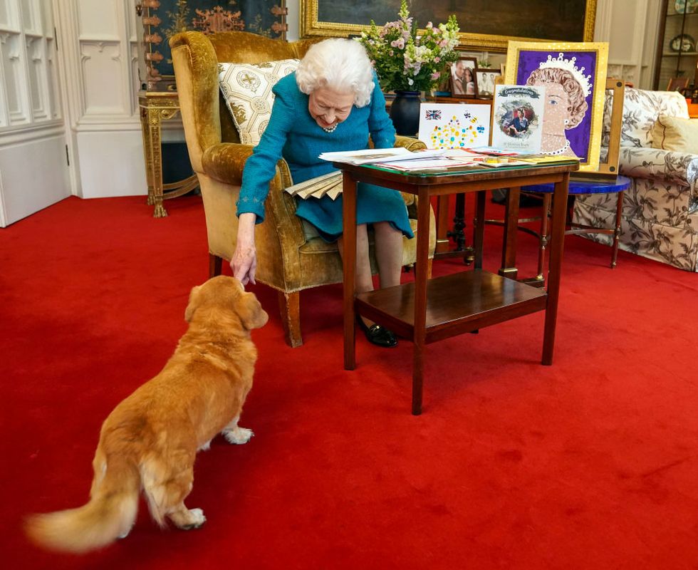 windsor, england   february 04 queen elizabeth ii is joined by one of her dogs, a dorgi called candy, as she views a display of memorabilia from her golden and platinum jubilees in the oak room at windsor castle on february 4, 2022 in windsor, england the queen has since travelled to her sandringham estate where she traditionally spends the anniversary of her accession to the throne   february 6   a poignant day as it is the date her father king george vi died in 1952 photo by steve parsons wpa poolgetty images