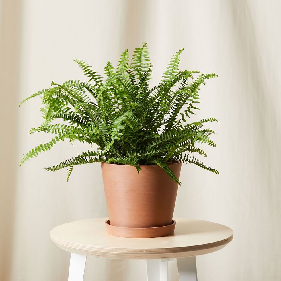 air purifying plants live queen fern w planter