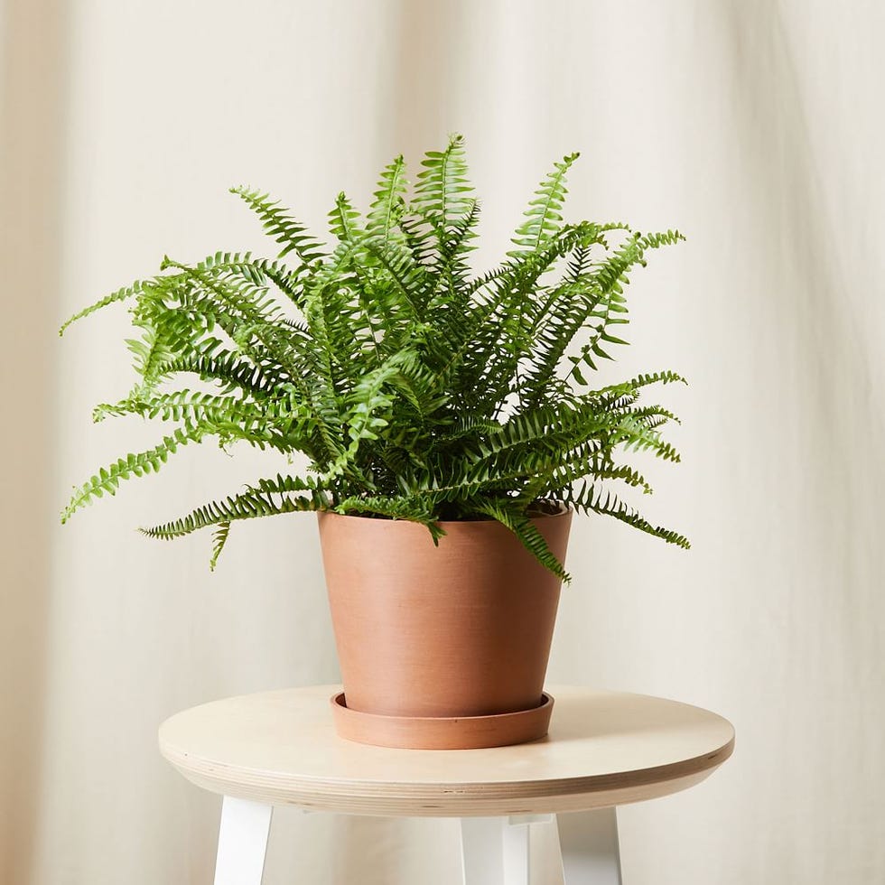 plantas purificadoras de aire Live Queen Fern con jardinera plantas purificadoras de aire live queen fern w planter
