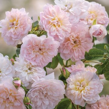 elizabeth ausmajesty rose named in honour of the queen to mark the queen's platinum jubilee