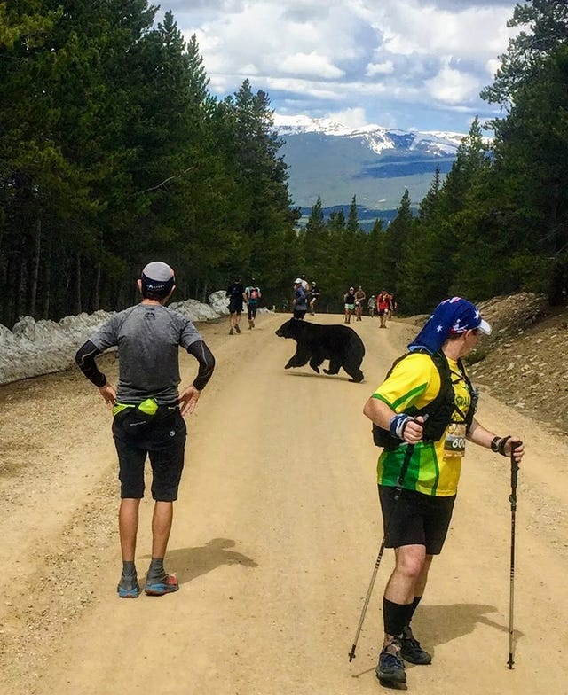 bear jumps out on marathon runners