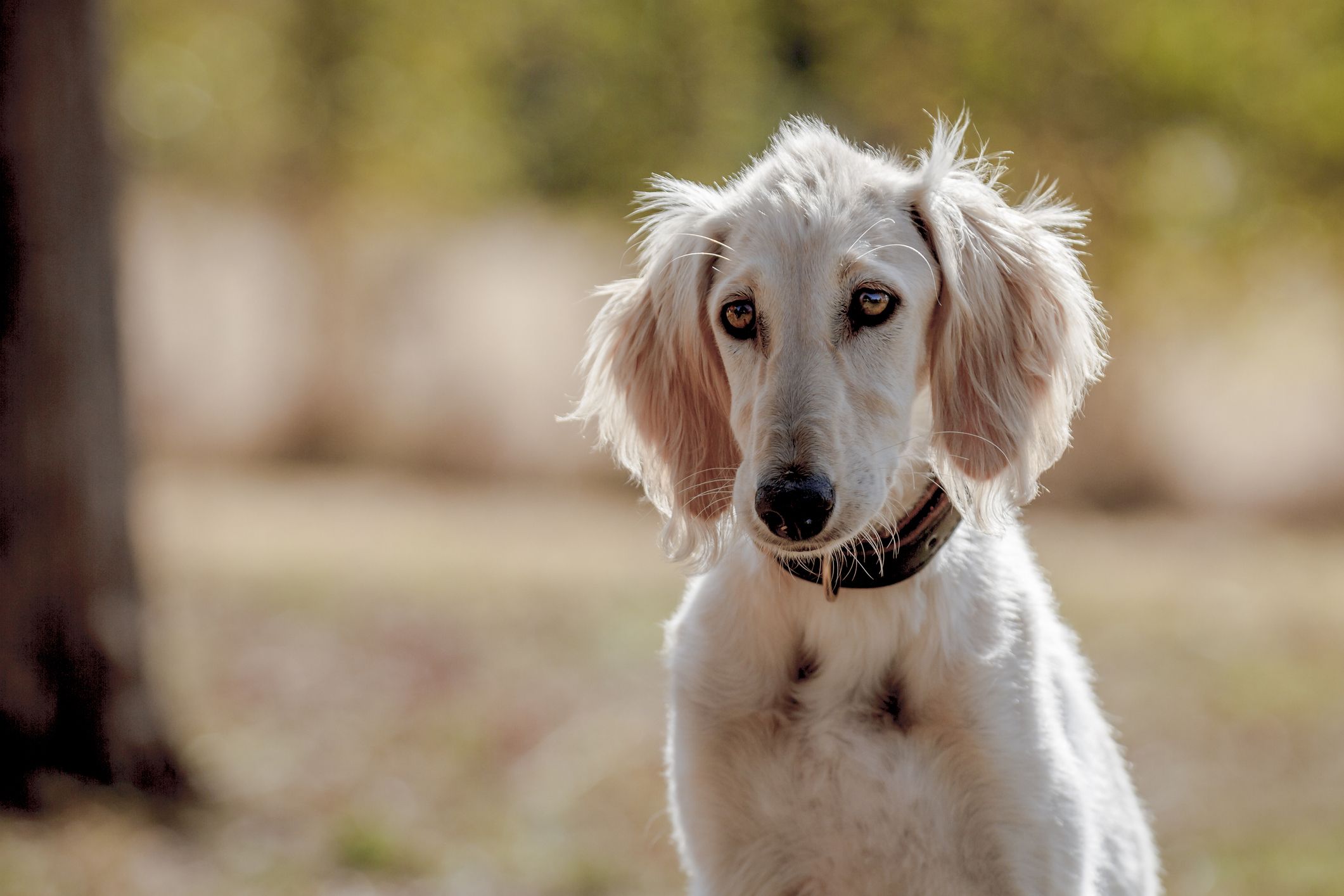 27 Quiet Dog Breeds — Dogs That Dont Bark