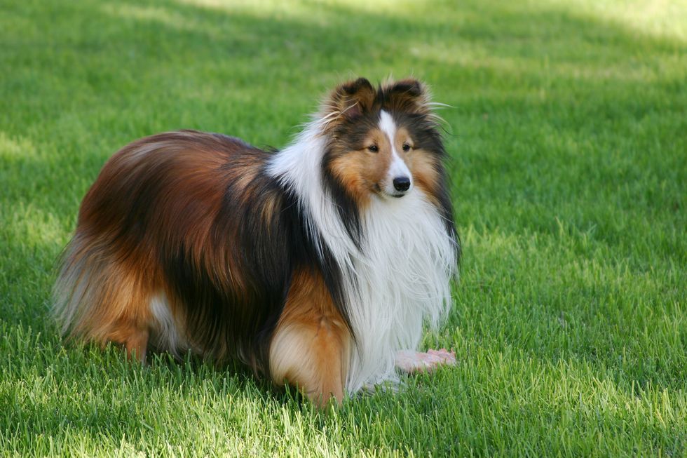 27 Quiet Dog Breeds Dogs That Don t Bark