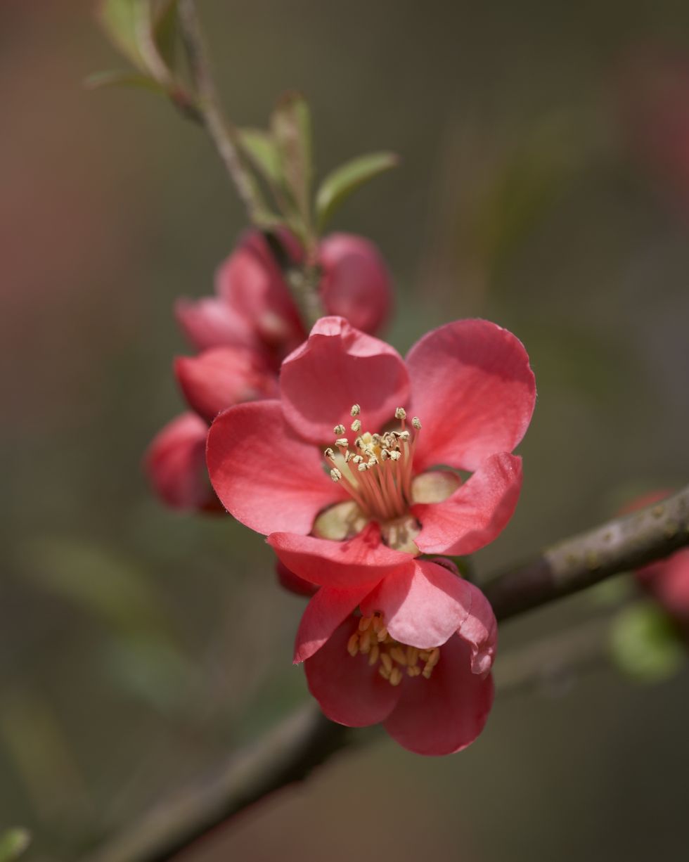 close up of a quince flowering shrub