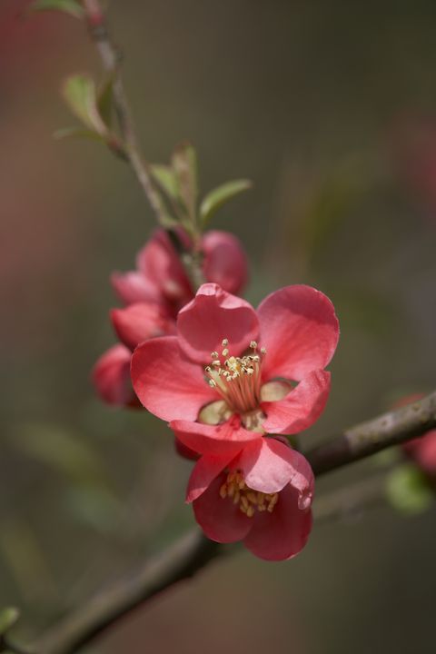 close up of a quince flowering shrub