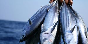 Fish, Fish, Fish products, Oily fish, Herring, Sardine, Milkfish, Atlantic spanish mackerel, Forage fish, Ray-finned fish, 